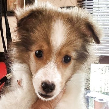 シェットランドシープドッグ【愛媛県・男の子・2025年6月10日・セーブル&ホワイト】の写真「　小振りの明るいセーブルのフルカラー男の子です。」