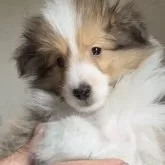 シェットランドシープドッグ