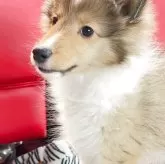 シェットランドシープドッグ