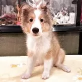 シェットランドシープドッグ
