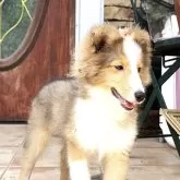 シェットランドシープドッグ