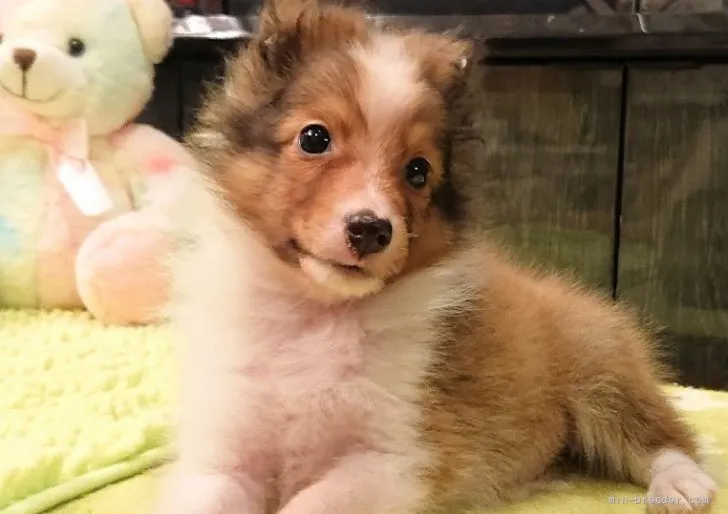 ID：2109-00479の子犬