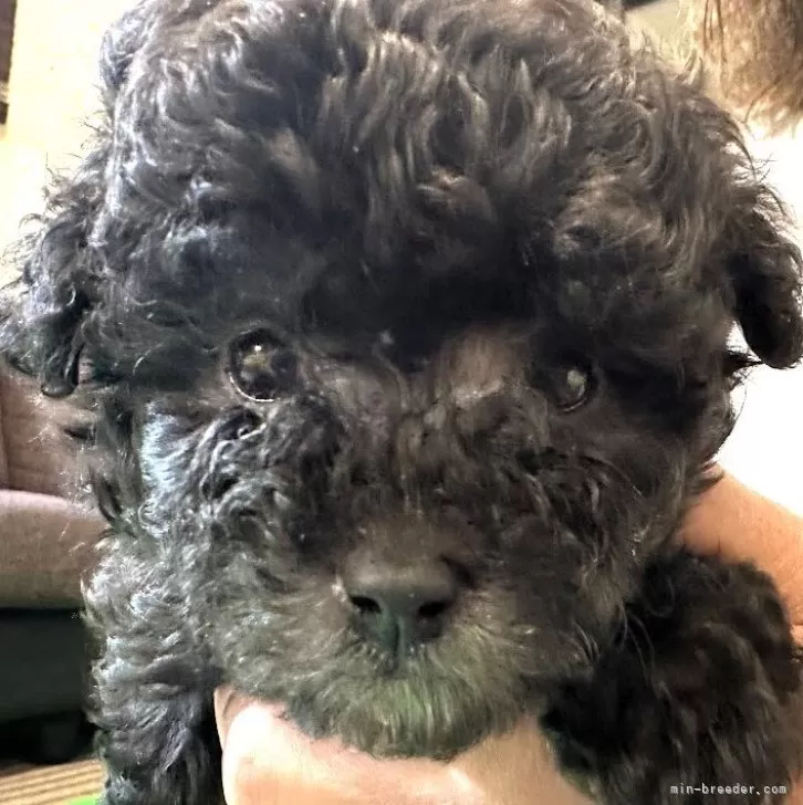 ID:2405-01895の子犬
