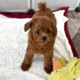 タイニープードル