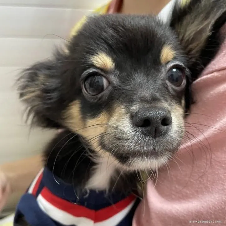 ID:2205-03225の子犬