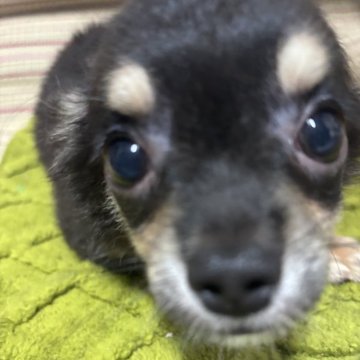 チワワ(ロング)【埼玉県・男の子・2024年5月22日・ブラックタン】の写真「甘えん坊のやんちゃさん♪」