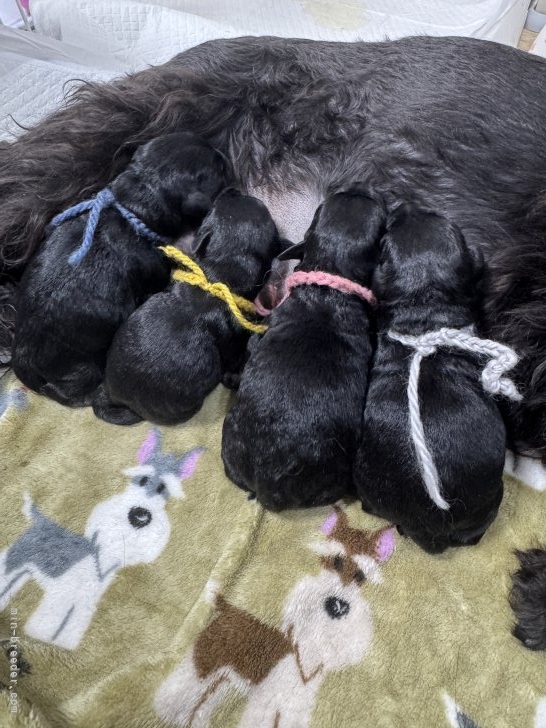 稲垣明子ブリーダーのブログ：シュナの子犬が産まれました