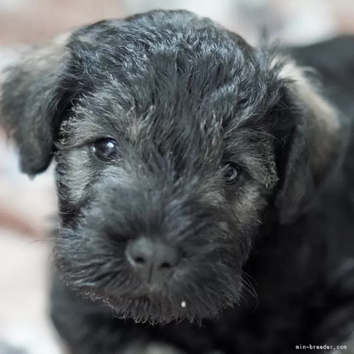 T.K 様のお迎えした子犬