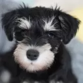 ミニチュアシュナウザー【北海道・女の子・2024年12月1日・ブラックアンドシルバー】の写真1