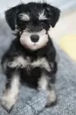 ミニチュアシュナウザー【北海道・女の子・2024年12月1日・ブラックアンドシルバー】の写真2