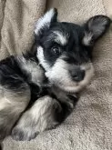 ミニチュアシュナウザー【北海道・女の子・2024年12月1日・ブラックアンドシルバー】の写真3