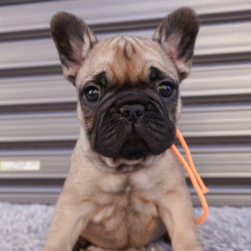 フレンチブルドッグ【岐阜県・女の子・2025年10月7日・フォーン】の写真「とっても可愛い女の子」