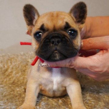 フレンチブルドッグ【岐阜県・女の子・2025年10月7日・レッドフォーン】の写真「レッドが綺麗な女の子」