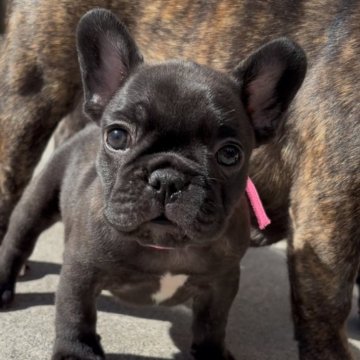 フレンチブルドッグ【岐阜県・女の子・2025年9月13日・ブリンドル】の写真「可愛い女の子」