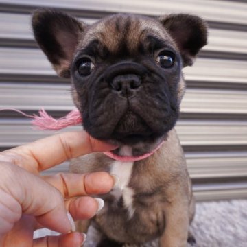 フレンチブルドッグ【岐阜県・女の子・2025年10月7日・フォーン】の写真「とっても可愛い女の子」