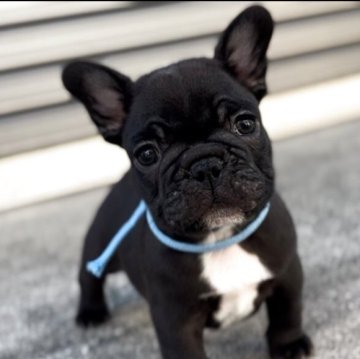 フレンチブルドッグ【岐阜県・男の子・2025年9月13日・ブリンドル】の写真「ムチロコな男の子」