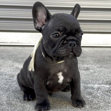 フレンチブルドッグ【岐阜県・女の子・2025年9月13日・ブリンドル】の写真「可愛い女の子」