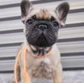フレンチブルドッグ