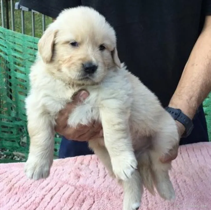 ID:2211-04231の子犬