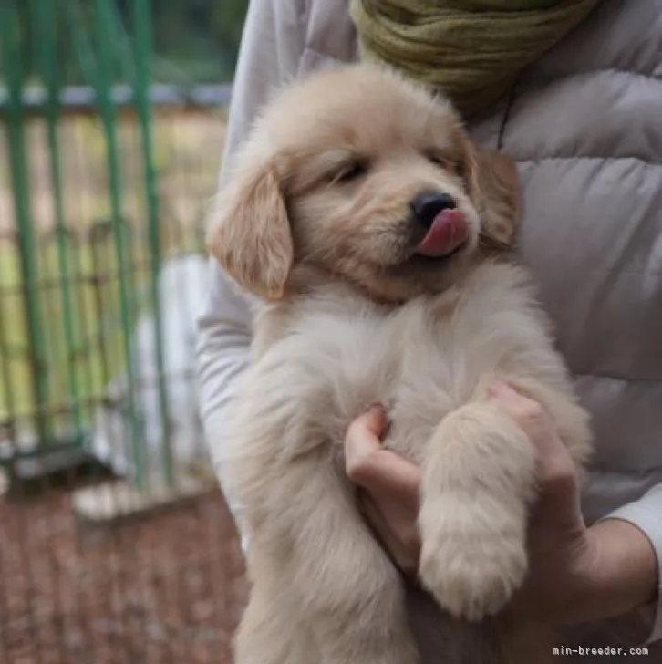 ゴールデンレトリバー【千葉県・男の子・2022年10月22日・ゴールド】の写真1