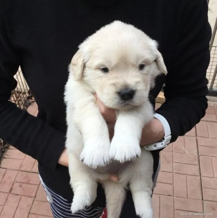 ID：2211-00617の子犬
