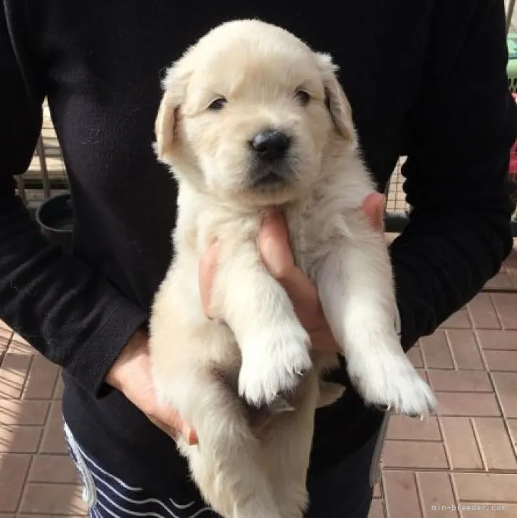ID:2211-00623の子犬