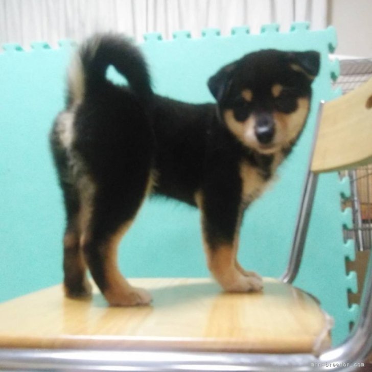 ブリーダー画像