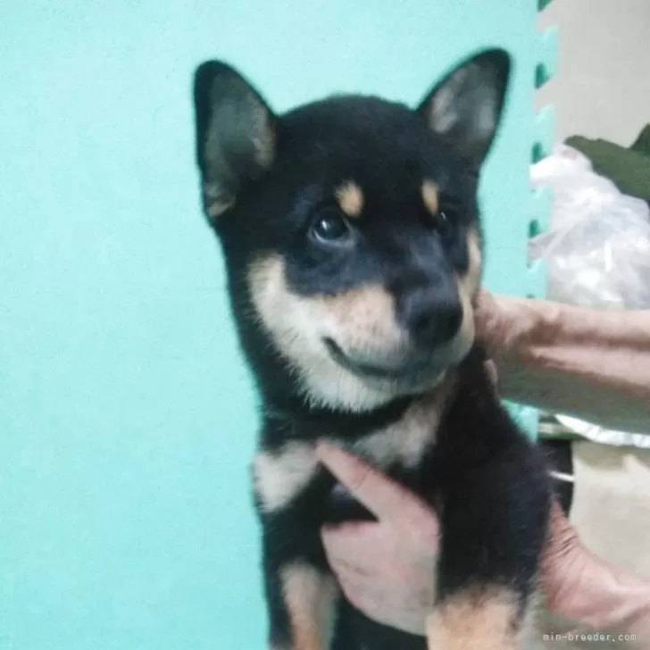 柴犬(標準サイズ)【大阪府・男の子・2025年6月9日・黒毛】の写真1