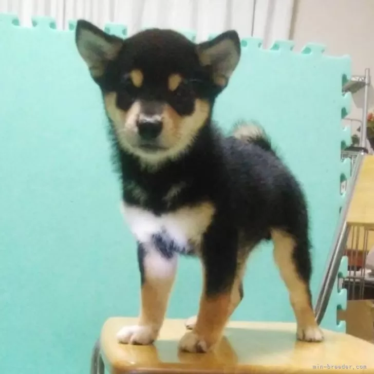 柴犬(標準サイズ)【大阪府・男の子・2025年7月26日・黒毛】の写真1