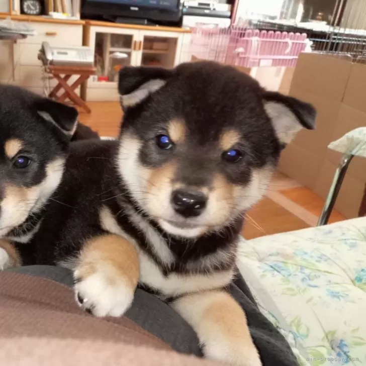 ID：2411-05283の子犬
