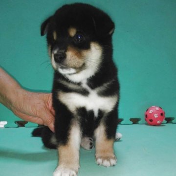 柴犬(標準サイズ)【大阪府・男の子・2025年4月27日・黒毛】の写真「元気で懐っこい男の子♪」