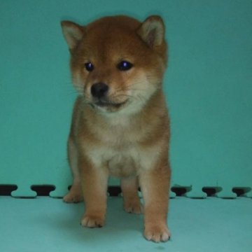 柴犬(標準サイズ)【大阪府・男の子・2024年11月24日・赤毛】の写真「両親が受賞歴有り、良血統の男の子♪」