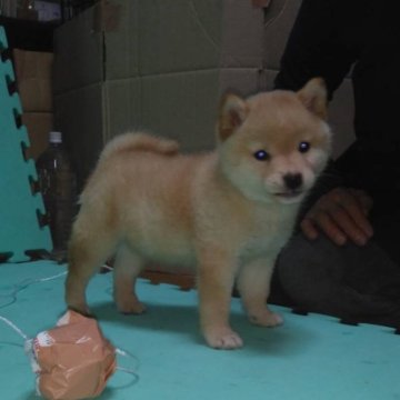 柴犬(標準サイズ)【大阪府・男の子・2024年11月24日・白毛】の写真「小柄で可愛いく、飼いやすい男の子♪」