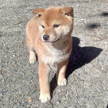 柴犬(標準サイズ)【大阪府・女の子・2024年11月23日・赤毛】の写真「元気で明るい女の子♪」