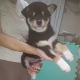 柴犬(標準サイズ)