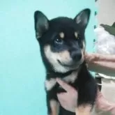 柴犬(標準サイズ)