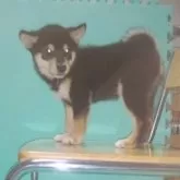 柴犬(標準サイズ)【大阪府・男の子・2025年7月26日・黒毛】の写真4