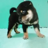 柴犬(標準サイズ)【大阪府・男の子・2025年6月9日・黒毛】の写真4