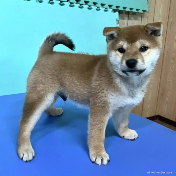 ID：2311-05654の子犬