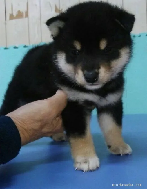ID：2004-01197の子犬