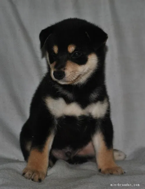 ID：1909-01114の子犬