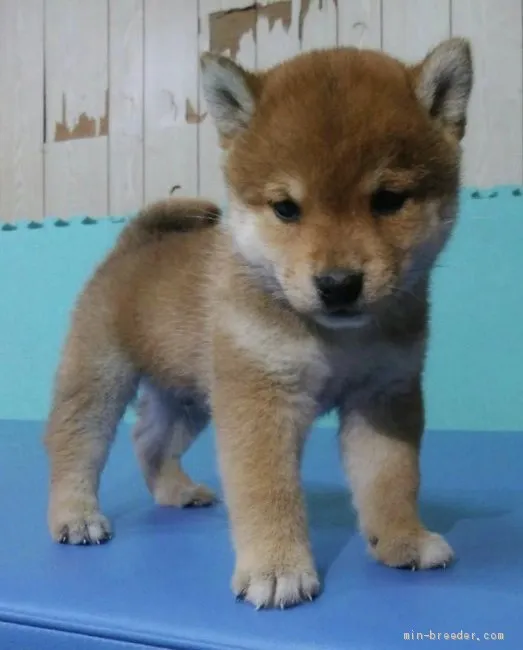 ID:2004-00718の子犬