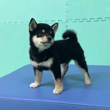 柴犬(標準サイズ)【大阪府・男の子・2023年1月20日・黒毛】の写真「元気いっぱいの男の子！」