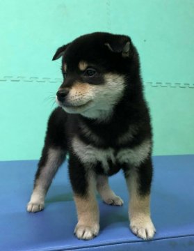 柴犬(標準サイズ)【大阪府・男の子・2020年11月20日・黒】の写真「元気で人懐っこい男の子！」