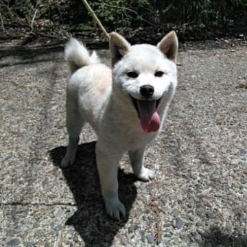 柴犬(標準サイズ)【大阪府・男の子・2022年12月25日・白毛】の写真「白の王子様です♪」