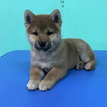 柴犬(標準サイズ)【大阪府・女の子・2023年1月15日・赤毛】の写真「元気な女の子♪」