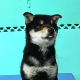 柴犬(標準サイズ)【大阪府・男の子・2023年12月25日・黒毛】の写真1