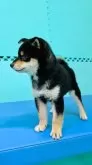 柴犬(標準サイズ)【大阪府・男の子・2023年12月25日・黒毛】の写真2