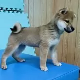 柴犬(標準サイズ)【大阪府・男の子・2024年1月23日・赤毛】の写真3