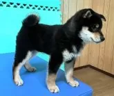 柴犬(標準サイズ)【大阪府・男の子・2023年12月25日・黒毛】の写真3